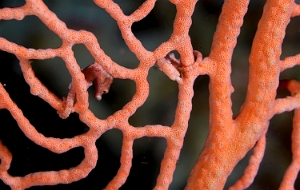 Raja Ampat 2019 - DSC07462_rc - Denises pygmy seahorse  - Hippocampe denise - Hippocampus denise